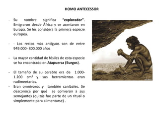 - Su nombre significa “explorador”.
Emigraron desde África y se asentaron en
Europa. Se les considera la primera especie
europea.
- - Los restos más antiguos son de entre
949.000- 800.000 años
- La mayor cantidad de fósiles de esta especie
se ha encontrado en Atapuerca (Burgos).
- El tamaño de su cerebro era de 1.000-
1.200 cm3 y sus herramientas eran
rudimentarias.
- Eran omnívoros y también caníbales. Se
desconoce por qué se comieron a sus
semejantes (quizás fue parte de un ritual o
simplemente para alimentarse) .
HOMO ANTECESSOR
 