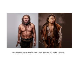 HOMO SAPIENS NEANDERTHALENSIS Y HOMO SAPIENS SAPIENS
 
