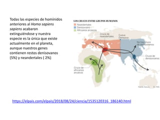 Todas las especies de homínidos
anteriores al Homo sapiens
sapiens acabaron
extinguiéndose y nuestra
especie es la única que existe
actualmente en el planeta,
aunque nuestros genes
contienen restos denisovanos
(5%) y neandertales ( 2%)
https://elpais.com/elpais/2018/08/24/ciencia/1535120316_186140.html
 