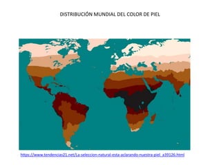 DISTRIBUCIÓN MUNDIAL DEL COLOR DE PIEL
https://www.tendencias21.net/La-seleccion-natural-esta-aclarando-nuestra-piel_a39126.html
 
