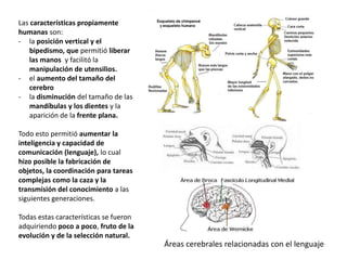 Las características propiamente
humanas son:
- la posición vertical y el
bipedismo, que permitió liberar
las manos y facilitó la
manipulación de utensilios.
- el aumento del tamaño del
cerebro
- la disminución del tamaño de las
mandíbulas y los dientes y la
aparición de la frente plana.
Todo esto permitió aumentar la
inteligencia y capacidad de
comunicación (lenguaje), lo cual
hizo posible la fabricación de
objetos, la coordinación para tareas
complejas como la caza y la
transmisión del conocimiento a las
siguientes generaciones.
Todas estas características se fueron
adquiriendo poco a poco, fruto de la
evolución y de la selección natural.
Áreas cerebrales relacionadas con el lenguaje
 