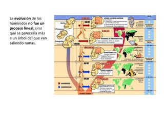La evolución de los
homínidos no fue un
proceso lineal, sino
que se parecería más
a un árbol del que van
saliendo ramas.
 