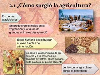 2.1 ¿Cómo surgió la agricultura?
Fin de las
glaciaciones
Se produjeron cambios en la
vegetación y la fauna de
grandes animales desapareció
El ser humano debió buscar
nuevas fuentes de
alimentación.
En base a la observación de su
entorno y a la presencia de
cereales silvestres, el ser humano
pudo producir su propio alimento.
Junto con la agricultura,
surgió la ganadería.
 
