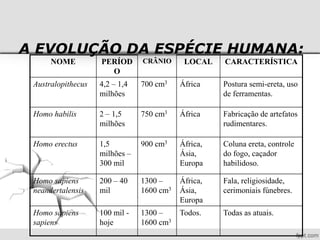 A EVOLUÇÃO DA ESPÉCIE HUMANA:
NOME PERÍOD
O
CRÂNIO LOCAL CARACTERÍSTICA
Australopithecus 4,2 – 1,4
milhões
700 cm3 África Postura semi-ereta, uso
de ferramentas.
Homo habilis 2 – 1,5
milhões
750 cm3 África Fabricação de artefatos
rudimentares.
Homo erectus 1,5
milhões –
300 mil
900 cm3 África,
Ásia,
Europa
Coluna ereta, controle
do fogo, caçador
habilidoso.
Homo sapiens
neandertalensis
200 – 40
mil
1300 –
1600 cm3
África,
Ásia,
Europa
Fala, religiosidade,
cerimoniais fúnebres.
Homo sapiens
sapiens
100 mil -
hoje
1300 –
1600 cm3
Todos. Todas as atuais.
 