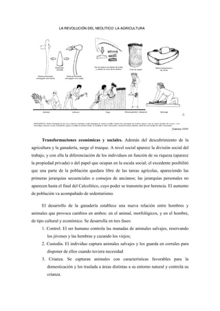 Transformaciones económicas y sociales. Además del descubrimiento de la
agricultura y la ganadería, surge el trueque. A nivel social aparece la división social del
trabajo, y con ella la diferenciación de los individuos en función de su riqueza (aparece
la propiedad privada) o del papel que ocupan en la escala social; el excedente posibilitó
que una parte de la población quedara libre de las tareas agrícolas, apareciendo las
primeras jerarquías secuenciales o consejos de ancianos; las jerarquías personales no
aparecen hasta el final del Calcolítico, cuyo poder se transmite por herencia. El aumento
de población va acompañado de sedentarismo.
El desarrollo de la ganadería establece una nueva relación entre hombres y
animales que provoca cambios en ambos: en el animal, morfológicos, y en el hombre,
de tipo cultural y económico. Se desarrolla en tres fases:
1. Control. El ser humano controla las manadas de animales salvajes, reservando
los jóvenes y las hembras y cazando los viejos;
2. Custodia. El individuo captura animales salvajes y los guarda en corrales para
disponer de ellos cuando tuviera necesidad
3. Crianza. Se capturan animales con características favorables para la
domesticación y los traslada a áreas distintas a su entorno natural y controla su
crianza.
 