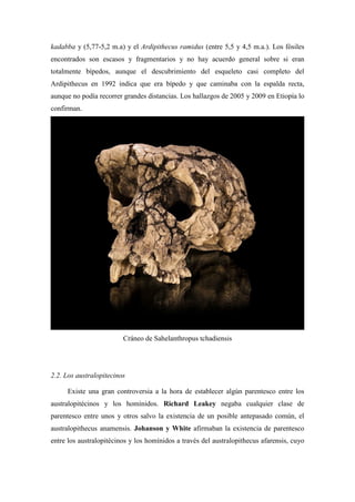 kadabba y (5,77-5,2 m.a) y el Ardipithecus ramidus (entre 5,5 y 4,5 m.a.). Los fósiles
encontrados son escasos y fragmentarios y no hay acuerdo general sobre si eran
totalmente bípedos, aunque el descubrimiento del esqueleto casi completo del
Ardipithecus en 1992 indica que era bípedo y que caminaba con la espalda recta,
aunque no podía recorrer grandes distancias. Los hallazgos de 2005 y 2009 en Etiopía lo
confirman.
Cráneo de Sahelanthropus tchadiensis
2.2. Los australopitecinos
Existe una gran controversia a la hora de establecer algún parentesco entre los
australopitécinos y los homínidos. Richard Leakey negaba cualquier clase de
parentesco entre unos y otros salvo la existencia de un posible antepasado común, el
australopithecus anamensis. Johanson y White afirmaban la existencia de parentesco
entre los australopitécinos y los homínidos a través del australopithecus afarensis, cuyo
 