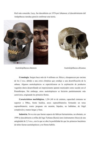fósil más conocido, Lucy, fue descubierto en 1974 por Johanson; el descubrimiento del
Ardipithecus ramidus pareció confirmar esta teoría.
Australopithecus afarensis Australopithecus africanus
Cronología. Surgen hace más de 4 millones en África y desaparecen por encima
de los 2 m.a. debido a una crisis climática que condujo a una desertificación de la
sabana. Algunos australopitecos se especializaron en la explotación de productos
vegetales duros desarrollando un impresionante aparato masticador como sucede con el
Paranthropus. Sin embargo, otros australopitecos se hicieron paulatinamente más
carnívoros, originando los primeros Homo.
Características morfológicas. 1,20-1,40 m de estatura, capacidad craneana no
superior a 500cc, frente huidiza, arcos supraorbitatorios formando un torus
supraorbitatorio, rostro prognato sin mentón, bípedos, no hablaban, de frágil
complexión y manos largas y finas.
Industria. No se cree que fueran capaces de fabricar herramientas, no obstante, en
1999 se descubrieron a orillas del lago Turkana (Kenia) unos instrumentos líticos de una
antigüedad de 2,3 m.a., con lo que se abre la posibilidad de que los primeros hacedores
de útiles fueran australopitecos y no Homo habilis.
 