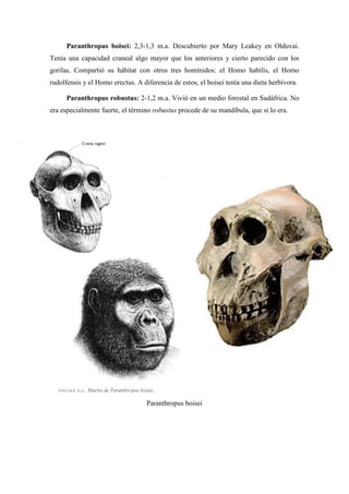 Paranthropus boisei: 2,3-1,3 m.a. Descubierto por Mary Leakey en Olduvai.
Tenía una capacidad craneal algo mayor que los anteriores y cierto parecido con los
gorilas. Compartió su hábitat con otros tres homínidos: el Homo habilis, el Homo
rudolfensis y el Homo erectus. A diferencia de estos, el boisei tenía una dieta herbívora.
Paranthropus robustus: 2-1,2 m.a. Vivió en un medio forestal en Sudáfrica. No
era especialmente fuerte, el término robustus procede de su mandíbula, que sí lo era.
Paranthropus boisei
 