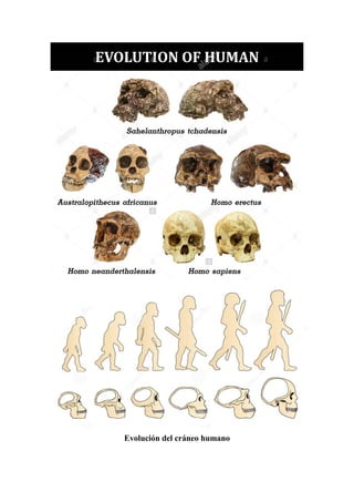 Evolución del cráneo humano
 