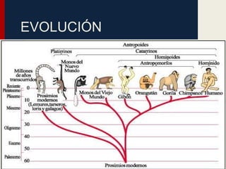 EVOLUCIÓN
 