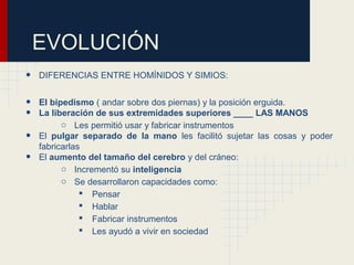 EVOLUCIÓN
• DIFERENCIAS ENTRE HOMÍNIDOS Y SIMIOS:
• El bipedismo ( andar sobre dos piernas) y la posición erguida.
• La liberación de sus extremidades superiores ____ LAS MANOS
o Les permitió usar y fabricar instrumentos
• El pulgar separado de la mano les facilitó sujetar las cosas y poder
fabricarlas
• El aumento del tamaño del cerebro y del cráneo:
o Incrementó su inteligencia
o Se desarrollaron capacidades como:
 Pensar
 Hablar
 Fabricar instrumentos
 Les ayudó a vivir en sociedad
 