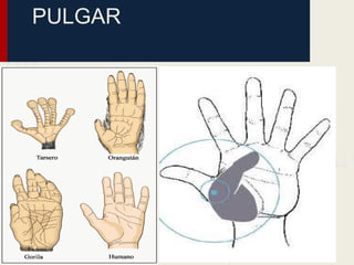 PULGAR
 
