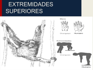 EXTREMIDADES
SUPERIORES
 
