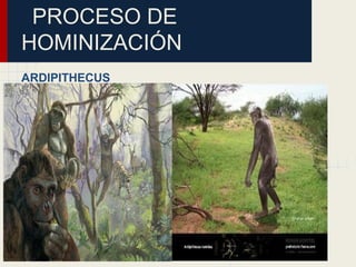 PROCESO DE
HOMINIZACIÓN
ARDIPITHECUS
 
