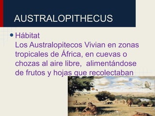 AUSTRALOPITHECUS
•Hábitat
Los Australopitecos Vivian en zonas
tropicales de África, en cuevas o
chozas al aire libre, alimentándose
de frutos y hojas que recolectaban
 