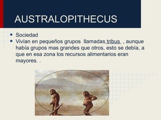 AUSTRALOPITHECUS
• Sociedad
• Vivían en pequeños grupos llamadas tribus , aunque
había grupos mas grandes que otros, esto se debía, a
que en esa zona los recursos alimentarios eran
mayores. .
 