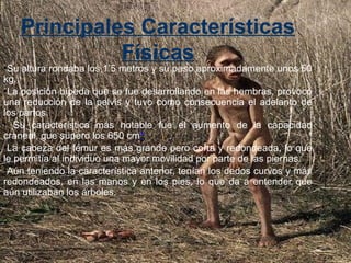 Principales Características 
Físicas
•Su altura rondaba los 1’5 metros y su peso aproximadamente unos 60
kg.
•La posición bípeda que se fue desarrollando en las hembras, provocó
una reducción de la pelvis y tuvo como consecuencia el adelanto de
los partos.
• Su característica más notable fue el aumento de la capacidad
craneal, que supero los 650 cm³
•La cabeza del fémur es más grande pero corta y redondeada, lo que
le permitía al individuo una mayor movilidad por parte de las piernas.
•Aún teniendo la característica anterior, tenían los dedos curvos y más
redondeados, en las manos y en los pies, lo que da a entender que
aún utilizaban los árboles.
 