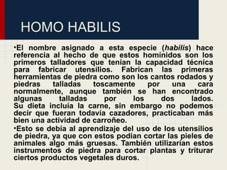 HOMO HABILIS
•El  nombre  asignado  a  esta  especie  (habilis)  hace 
referencia  al  hecho  de  que  estos  homínidos  son  los 
primeros  talladores  que  tenían  la  capacidad  técnica 
para  fabricar  utensilios.  Fabrican  las  primeras 
herramientas de piedra como son los cantos rodados y 
piedras  talladas  toscamente  por  una  cara 
normalmente,  aunque  también  se  han  encontrado 
algunas  talladas  por  los  dos  lados.
Su  dieta  incluía  la  carne,  sin  embargo  no  podemos 
decir  que  fueran  todavía  cazadores,  practicaban  más 
bien una actividad de carroñeo. 
•Esto se debía al aprendizaje del uso de los utensilios 
de piedra, ya que con estos podían cortar las pieles de 
animales  algo  más  gruesas.  También  utilizarían  estos 
instrumentos  de  piedra  para  cortar  plantas  y  triturar 
ciertos productos vegetales duros.
 