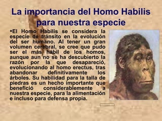 La importancia del Homo Habilis 
para nuestra especie
•El  Homo  Habilis  se  considera  la 
especie  de  tránsito  en  la  evolución 
del  ser  humano.  Al  tener  un  gran 
volumen cerebral, se cree que pudo 
ser  el  más  hábil  de  los  homos, 
aunque aun no se ha descubierto la 
razón  por  la  que  desapareció, 
evolucionando al homo erectus, tras 
abandonar  definitivamente  los 
árboles. Su habilidad para la talla de 
piedras es un hecho importante que 
benefició  considerablemente  a 
nuestra especie, para la alimentación 
e incluso para defensa propia.
 
