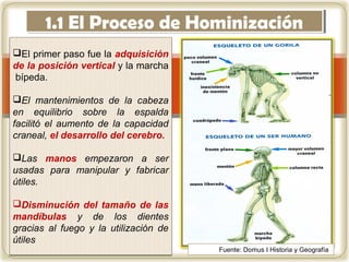 El primer paso fue la adquisición
de la posición vertical y la marcha
bípeda.
El mantenimientos de la cabeza
en equilibrio sobre la espalda
facilitó el aumento de la capacidad
craneal, el desarrollo del cerebro.
Las manos empezaron a ser
usadas para manipular y fabricar
útiles.
Disminución del tamaño de las
mandíbulas y de los dientes
gracias al fuego y la utilización de
útiles
1.1 El Proceso de Hominización1.1 El Proceso de Hominización
Fuente: Domus I Historia y Geografía
 