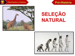 Pré-HistóriaPré-HistóriaPré-HistóriaPré-História
SELEÇÃO
NATURAL
 