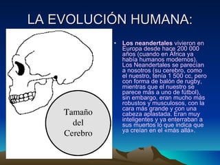 LA EVOLUCIÓN HUMANA: Los neandertales  vivieron en Europa desde hace 200 000 años (cuando en África ya había humanos modernos). Los Neandertales se parecían a nosotros (su cerebro, como el nuestro, tenía 1 500 cc, pero con forma de balón de rugby, mientras que el nuestro se parece más a uno de fútbol), sin embargo, eran mucho más robustos y musculosos, con la cara más grande y con una cabeza aplastada. Eran muy inteligentes y ya enterraban a sus muertos lo que indica que ya creían en el «más allá».  