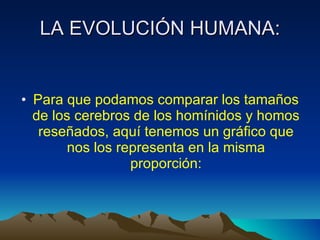 LA EVOLUCIÓN HUMANA: Para que podamos comparar los tamaños de los cerebros de los homínidos y homos reseñados, aquí tenemos un gráfico que nos los representa en la misma proporción: 