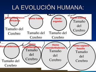 LA EVOLUCIÓN HUMANA: Australopithecus africanus Homo habilis Homo ergaster   Homo erectus   Homo antecessor   Homo Heidelbergensis   Homo neanderthalensis   Homo sapiens fossilis   