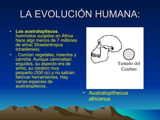 LA EVOLUCIÓN HUMANA: Los australopitecos , homínidos surgidos en África hace algo menos de 7 millones de años( Shaelantropus tchadiensis) . Comían vegetales, insectos y carroña. Aunque caminaban erguidos, su aspecto era de simio, su cerebro muy pequeño (500 cc) y no sabían fabricar herramientas. Hay varias especies de australopitecos.   Australopithecus africanus 