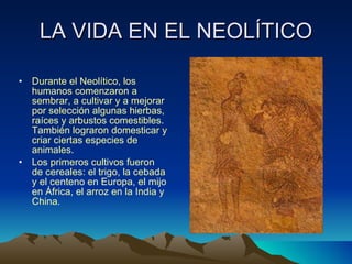 LA VIDA EN EL NEOLÍTICO Durante el Neolítico, los humanos comenzaron a sembrar, a cultivar y a mejorar por selección algunas hierbas, raíces y arbustos comestibles. También lograron domesticar y criar ciertas especies de animales.  Los primeros cultivos fueron de cereales: el trigo, la cebada y el centeno en Europa, el mijo en África, el arroz en la India y China.  