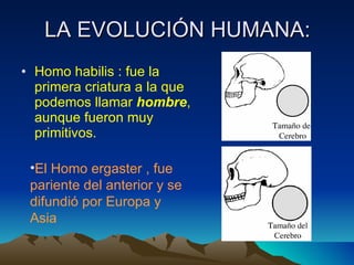 LA EVOLUCIÓN HUMANA: Homo habilis : fue la primera criatura a la que podemos llamar  hombre , aunque fueron muy primitivos. El Homo ergaster , fue pariente del anterior y se difundió por Europa y Asia 