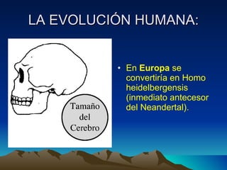 LA EVOLUCIÓN HUMANA: En  Europa  se convertiría en Homo heidelbergensis (inmediato antecesor del Neandertal).  