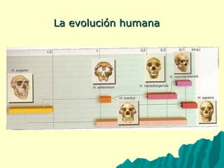 LLaa eevvoolluucciióónn hhuummaannaa 
 