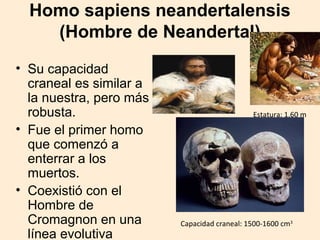 Homo sapiens neandertalensis 
(Hombre de Neandertal) 
• Su capacidad 
craneal es similar a 
la nuestra, pero más 
robusta. 
• Fue el primer homo 
que comenzó a 
enterrar a los 
muertos. 
• Coexistió con el 
Hombre de 
Cromagnon en una 
línea evolutiva 
paralela. 
Estatura: 1,60 m 
Capacidad craneal: 1500-1600 cm3 
 