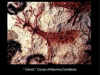 “  Cèrvol “ Coves d'Altamira,Cantàbria. 
