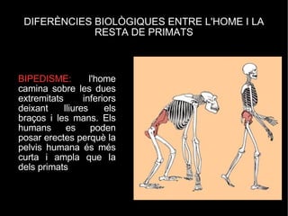 DIFERÈNCIES BIOLÒGIQUES ENTRE L'HOME I LA RESTA DE PRIMATS BIPEDISME:  l'home camina sobre les dues extremitats inferiors deixant lliures els braços i les mans. Els humans es poden posar erectes perquè la pelvis humana és més curta i ampla que la dels primats 
