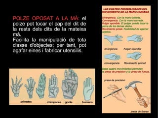 POLZE OPOSAT A LA MÀ:  el polze pot tocar el cap del dit de la resta dels dits de la mateixa mà. Facilita la manipulació de tota classe d'objectes; per tant, pot agafar eines i fabricar utensilis. 