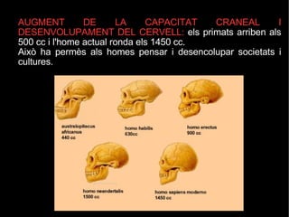AUGMENT DE LA CAPACITAT CRANEAL I DESENVOLUPAMENT DEL CERVELL:  els primats arriben als 500 cc i l'home actual ronda els 1450 cc. Això ha permès als homes pensar i desencolupar societats i cultures. 