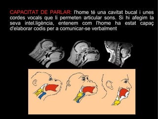 CAPACITAT DE PARLAR:  l'home té una cavitat bucal i unes cordes vocals que li permeten articular sons. Si hi afegim la seva intel.ligència, entenem com l'home ha estat capaç d'elaborar codis per a comunicar-se verbalment 