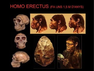 HOMO ERECTUS   (FA UNS 1,5 M D'ANYS)‏ 