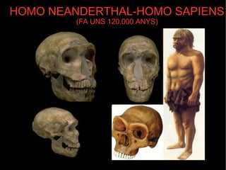 HOMO NEANDERTHAL-HOMO SAPIENS   (FA UNS 120.000 ANYS)‏ 