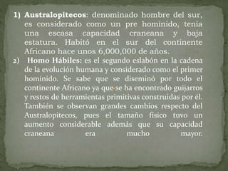 1) Australopitecos: denominado hombre del sur,
es considerado como un pre homínido, tenía
una escasa capacidad craneana y baja
estatura. Habitó en el sur del continente
Africano hace unos 6,000,000 de años.
2) Homo Hábiles: es el segundo eslabón en la cadena
de la evolución humana y considerado como el primer
homínido. Se sabe que se diseminó por todo el
continente Africano ya que se ha encontrado guijarros
y restos de herramientas primitivas construidas por él.
También se observan grandes cambios respecto del
Australopitecos, pues el tamaño físico tuvo un
aumento considerable además que su capacidad
craneana era mucho mayor.
 