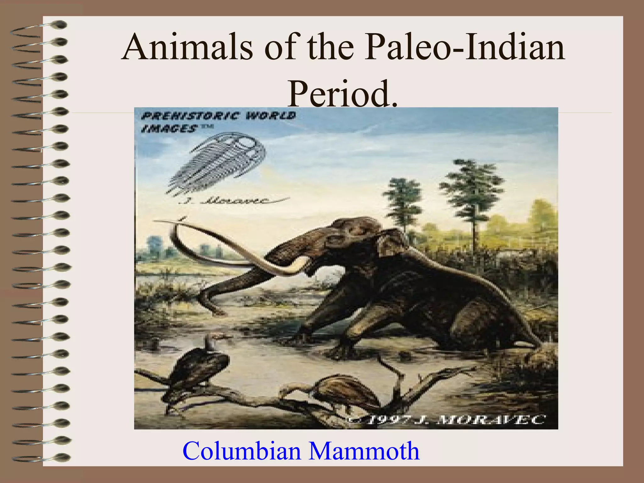 Animals of the Paleo-Indian
         Period.




   Columbian Mammoth
 
