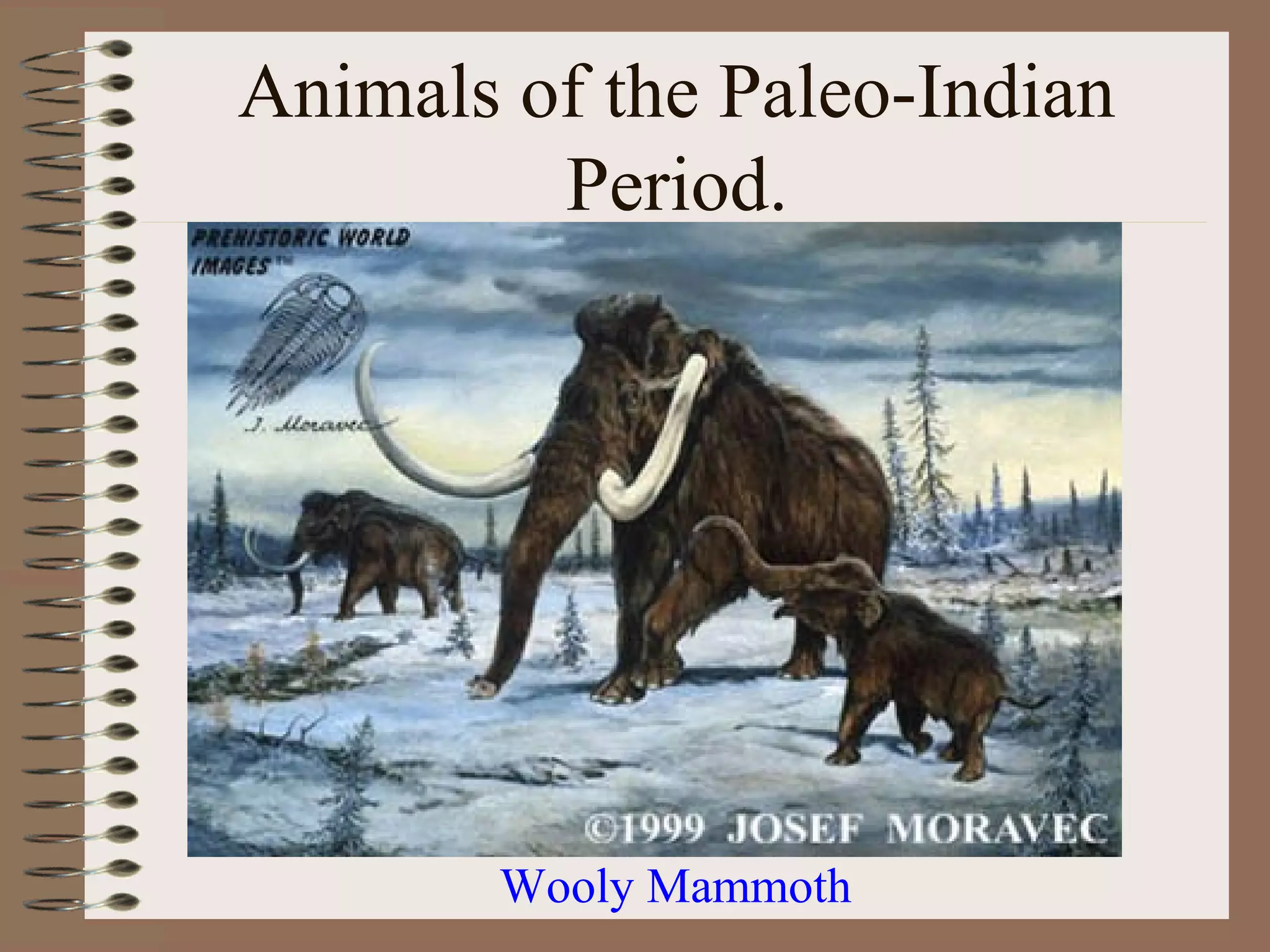 Animals of the Paleo-Indian
         Period.




        Wooly Mammoth
 