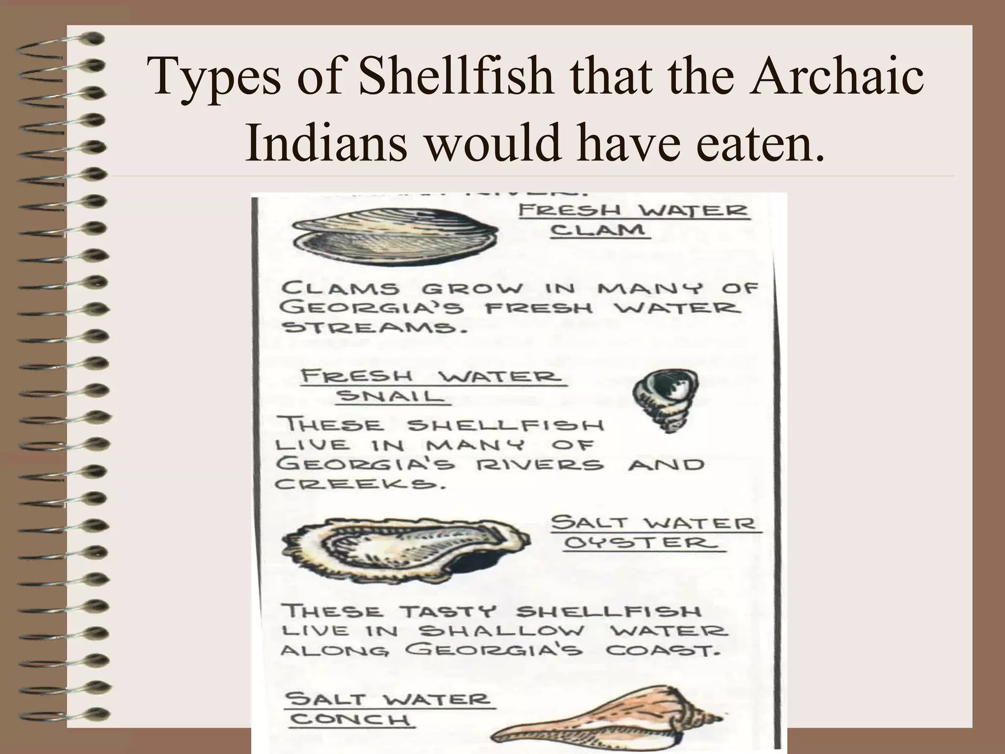 Types of Shellfish that the Archaic
   Indians would have eaten.
 