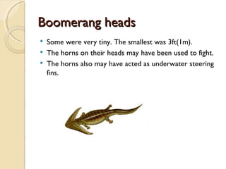 Boomerang heads
   Some were very tiny. The smallest was 3ft(1m).
   The horns on their heads may have been used to fight.
   The horns also may have acted as underwater steering
    fins.
 