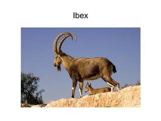 Ibex

 