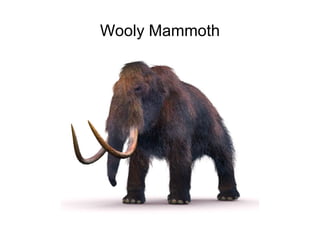 Wooly Mammoth

 