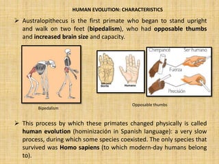  Australopithecus is the first primate who began to stand upright
and walk on two feet (bipedalism), who had opposable thumbs
and increased brain size and capacity.
 This process by which these primates changed physically is called
human evolution (hominización in Spanish language): a very slow
process, during which some species coexisted. The only species that
survived was Homo sapiens (to which modern-day humans belong
to).
Bipedalism
Opposable thumbs
HUMAN EVOLUTION: CHARACTERISTICS
 