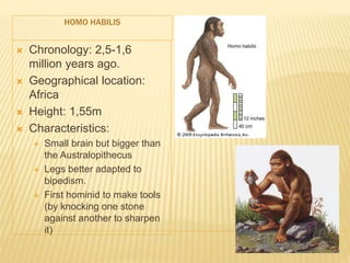 HOMO HABILIS
 Chronology: 2,5-1,6
million years ago.
 Geographical location:
Africa
 Height: 1,55m
 Characteristics:
 Small brain but bigger than
the Australopithecus
 Legs better adapted to
bipedism.
 First hominid to make tools
(by knocking one stone
against another to sharpen
it)
 